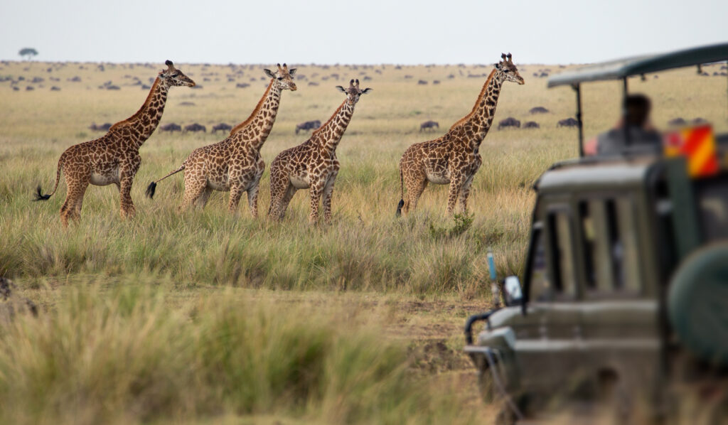 Botswana delta de l’Okavango : nos expériences insolites au fil de l’eau