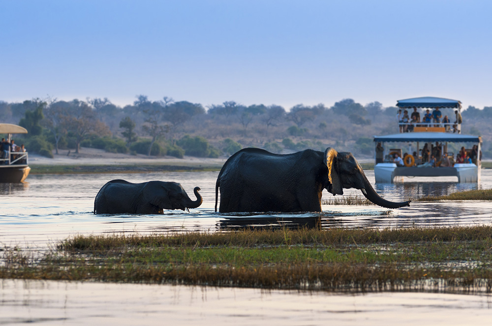 Eléphants dans le Deltat de l'Okavango