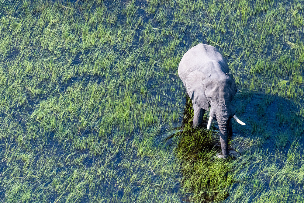 elephant-okavango-botswana