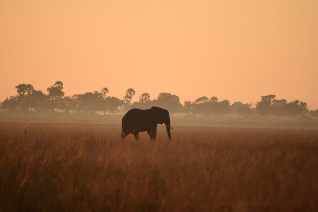 Botswana delta de l’Okavango : nos expériences insolites au fil de l’eau