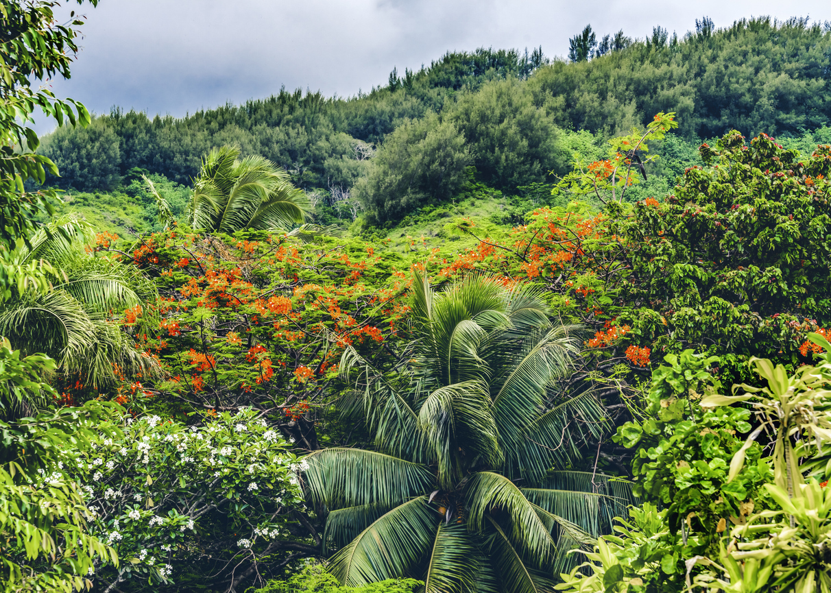 Végétation, Moorea, Polynésie Française