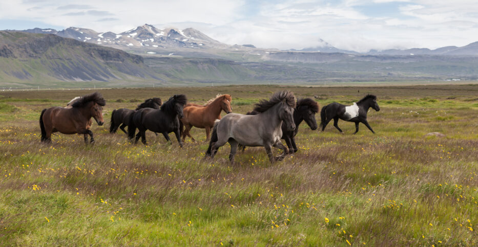 Voyage en groupe en Islande : Terre de Genèse