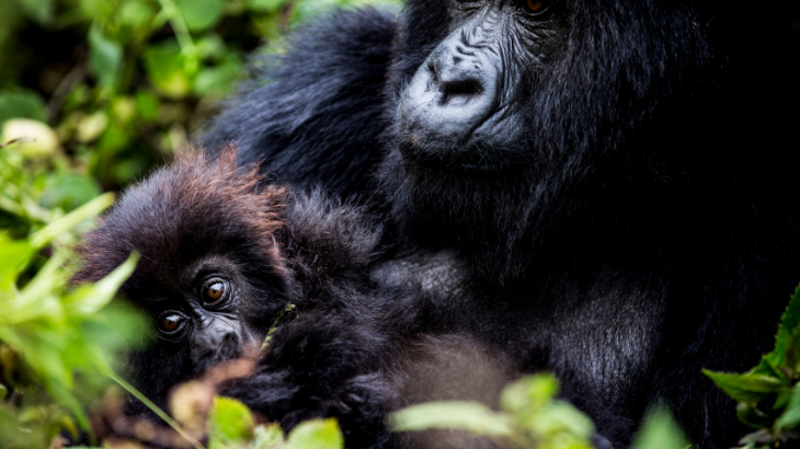 Voyage au Rwanda près des gorilles : souvenirs de notre Travel designer