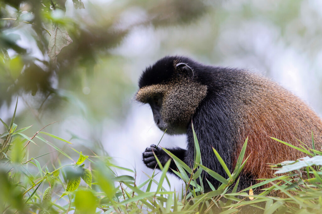 Voyage au Rwanda près des gorilles : souvenirs de notre Travel designer