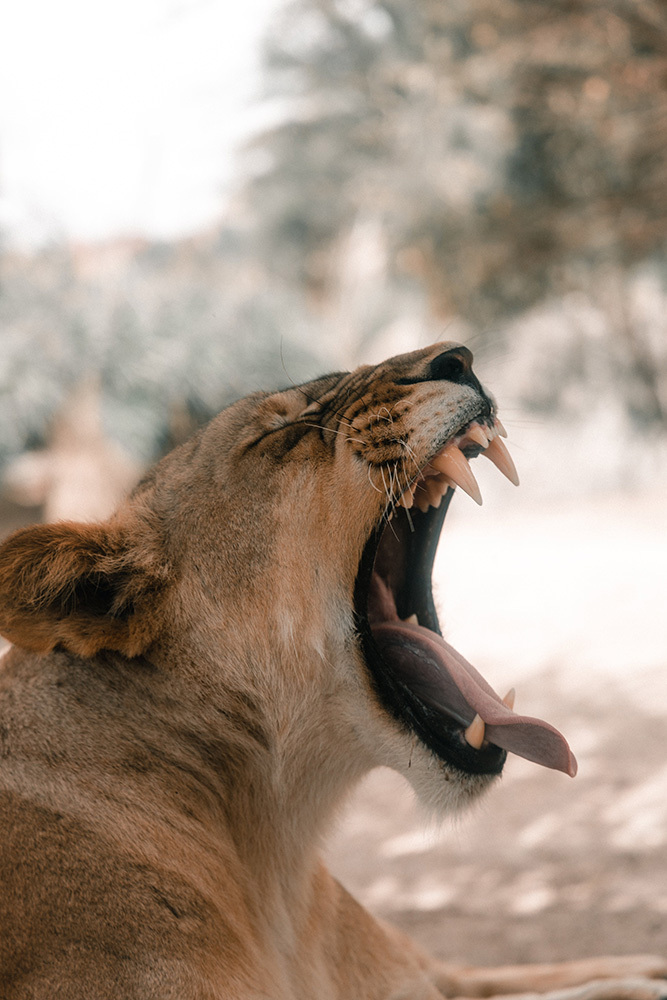 Safari en Tanzanie : les sites et parcs nationaux incontournables