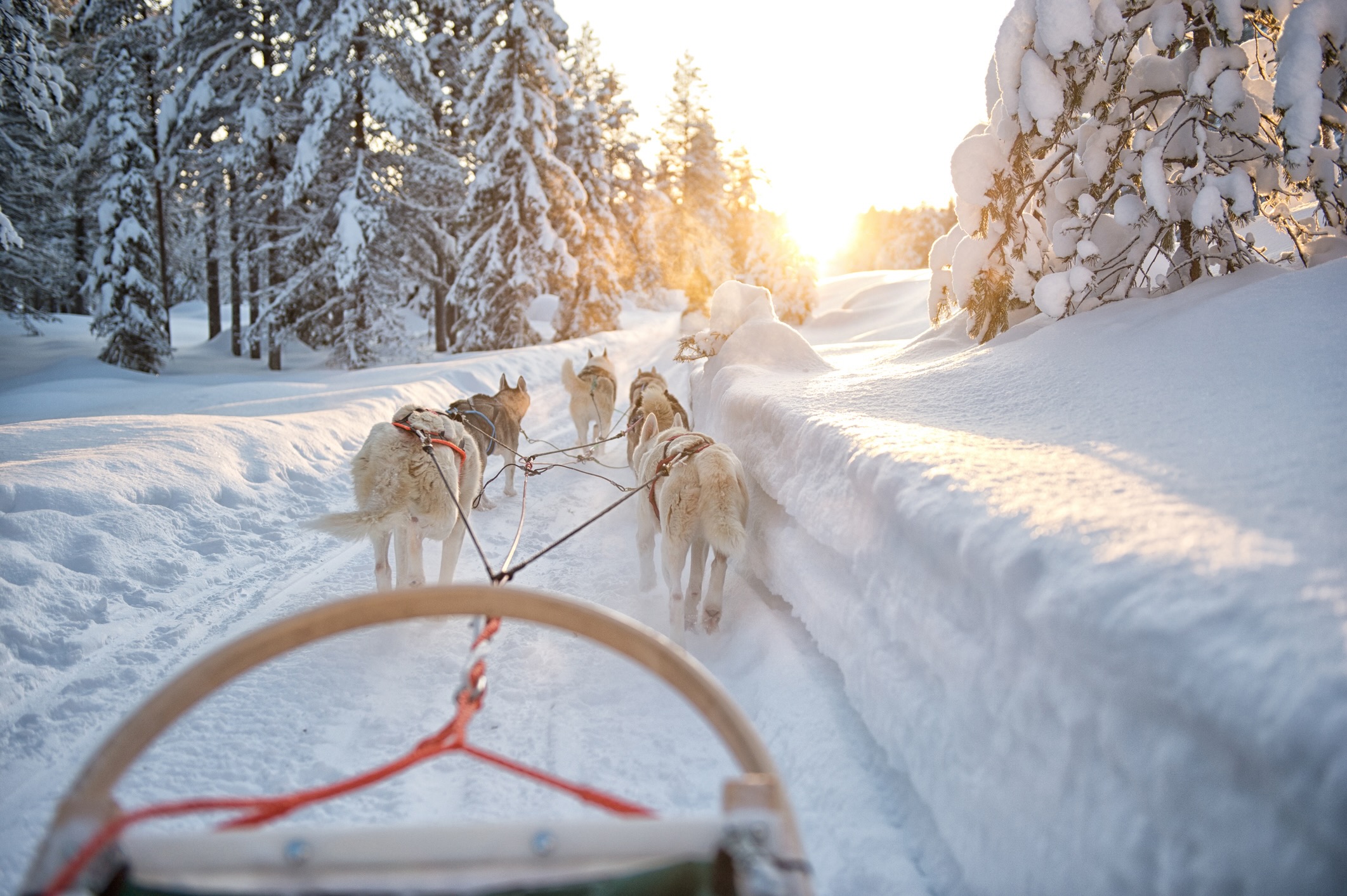 Chiens de traineau en Finlande avec Continents Insolites