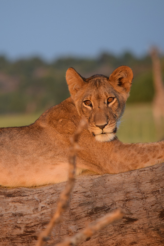 Lionne au Botswana. Voyage sur mesure au Botswana.