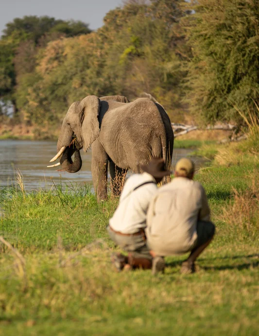 Mana Pools : Marcher, voir, ressentir