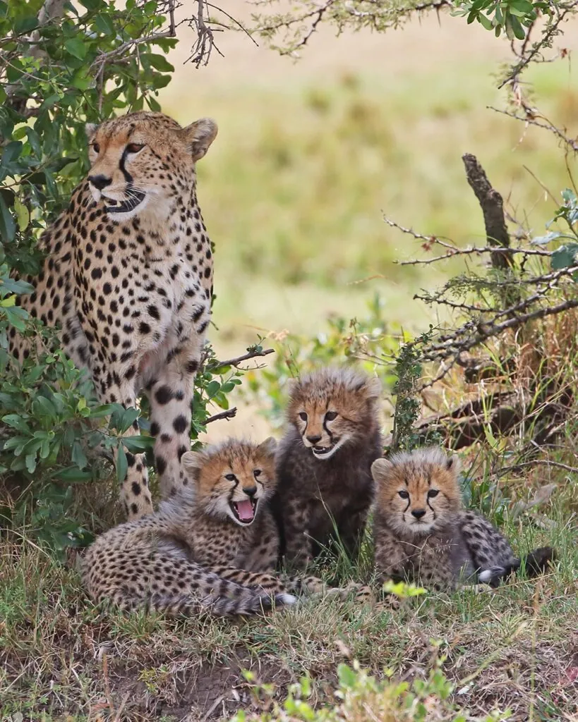 Cinq rencontres rares pour un safari d’exception