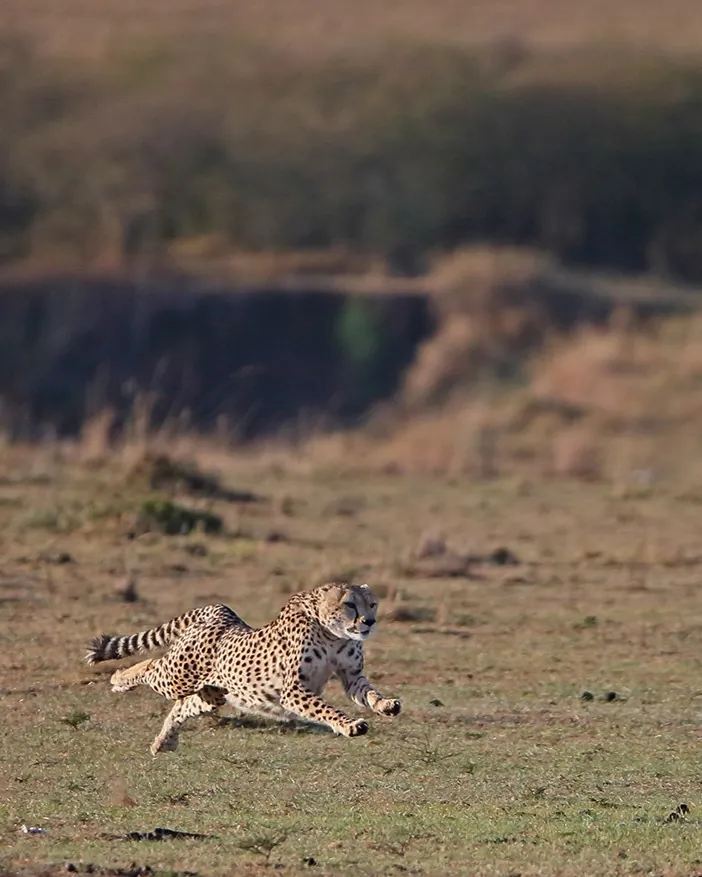 Cinq rencontres rares pour un safari d’exception