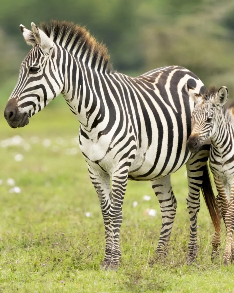 Quand partir en safari
