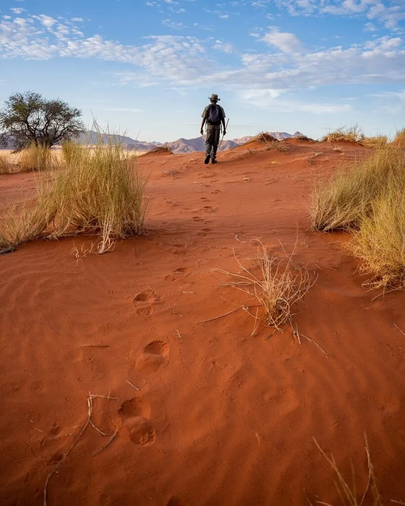 Quand partir en safari