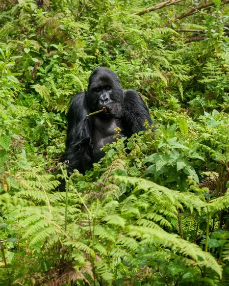 Quand partir en safari