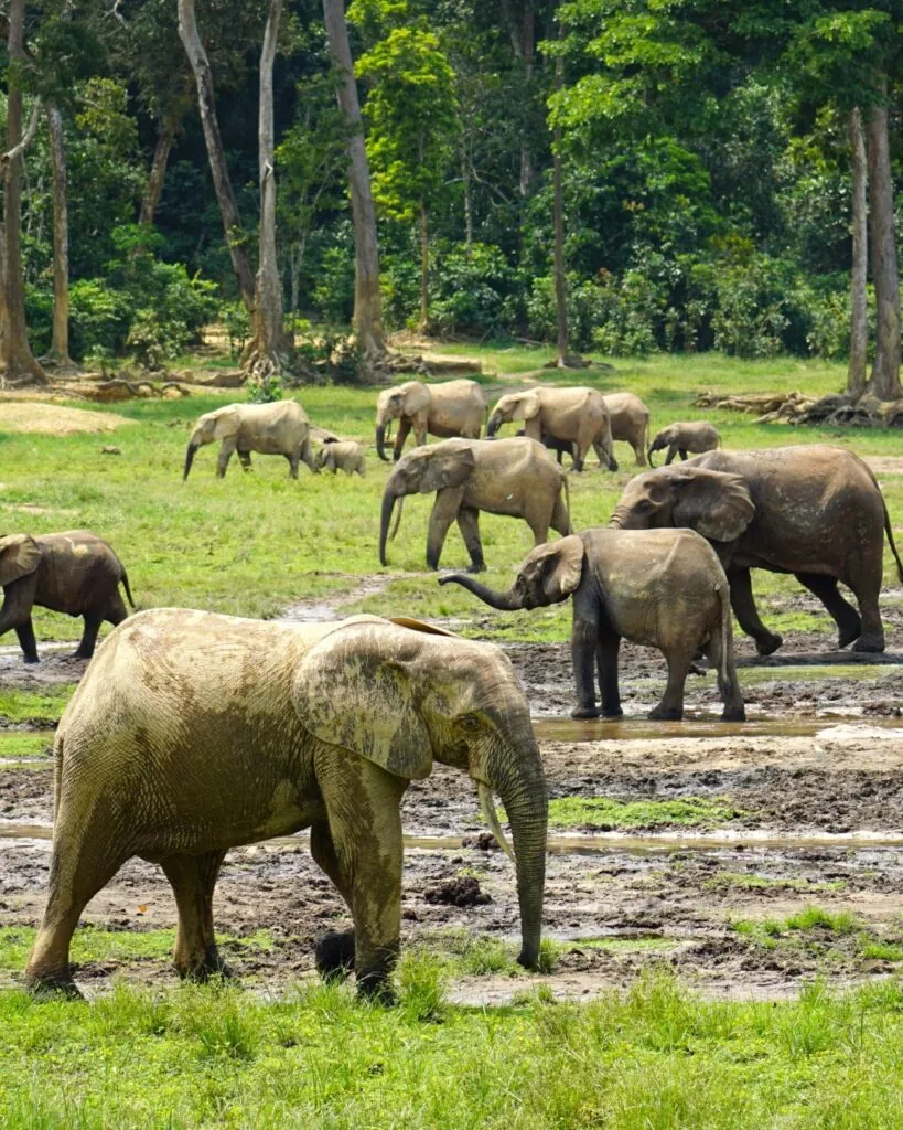 Quand partir en safari