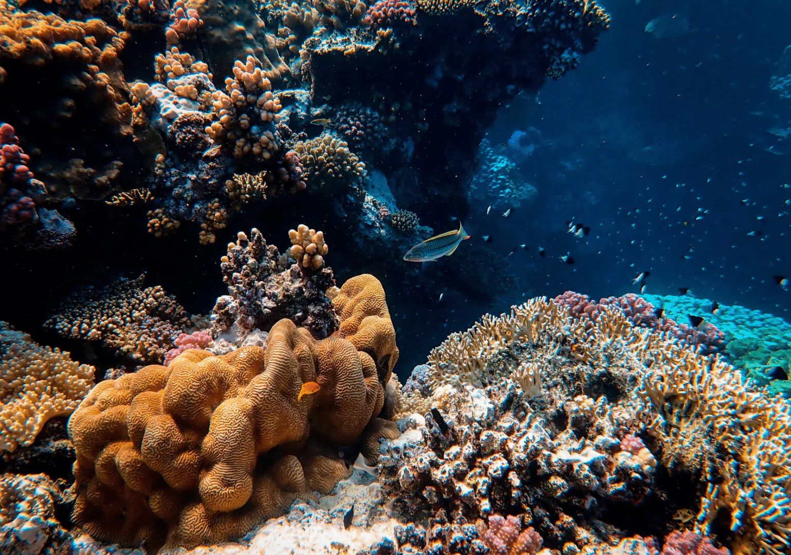 Rencontre avec un biologiste marin